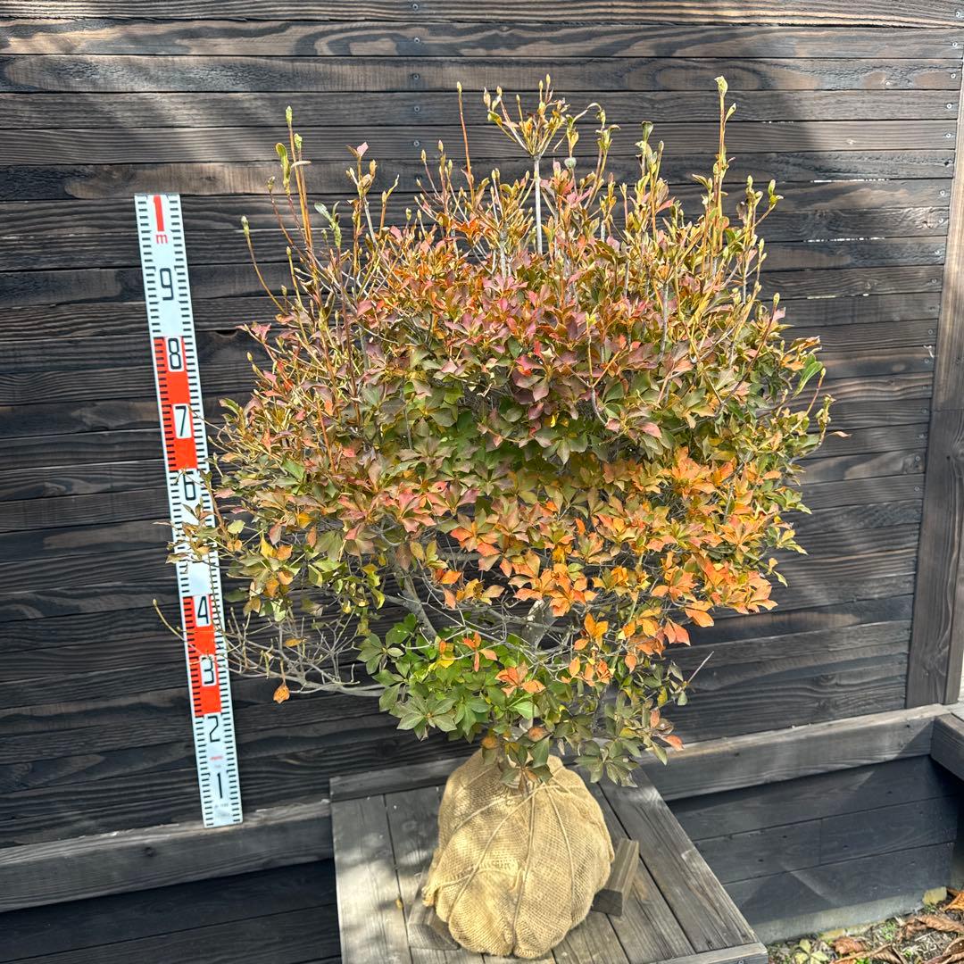 ドウダンツツジ/大株【現品発送】管理70738