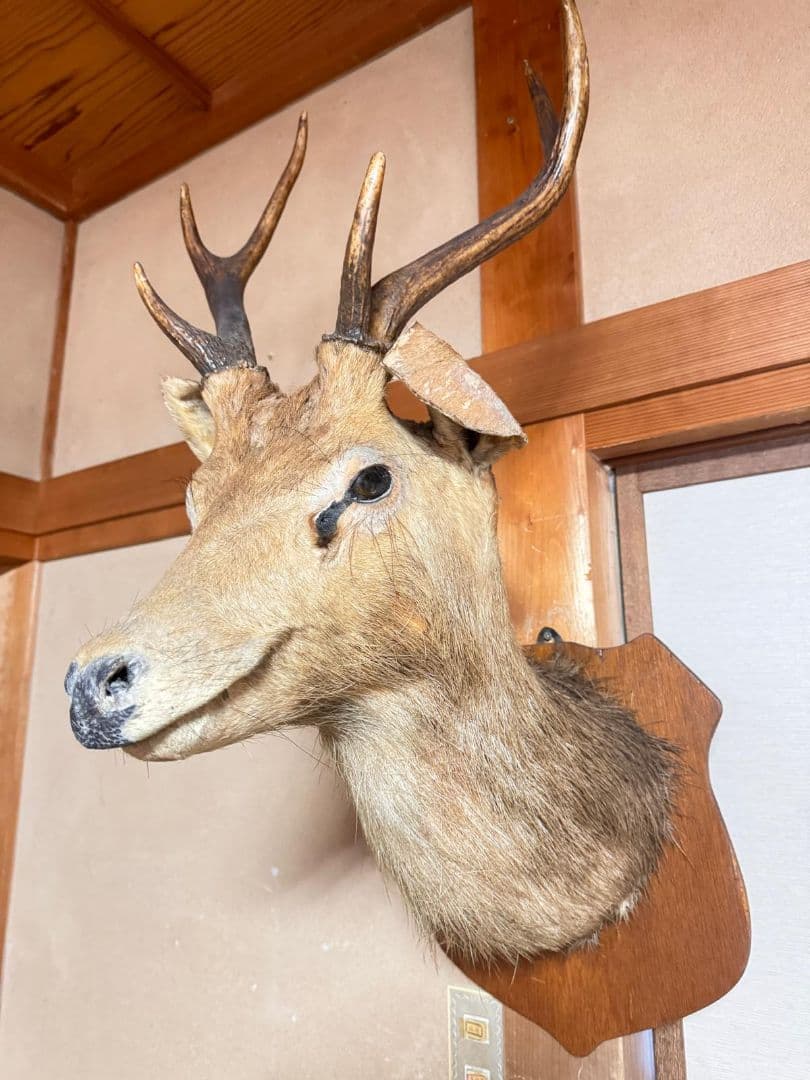 シカ 鹿 剥製 壁掛け ニホンジカ