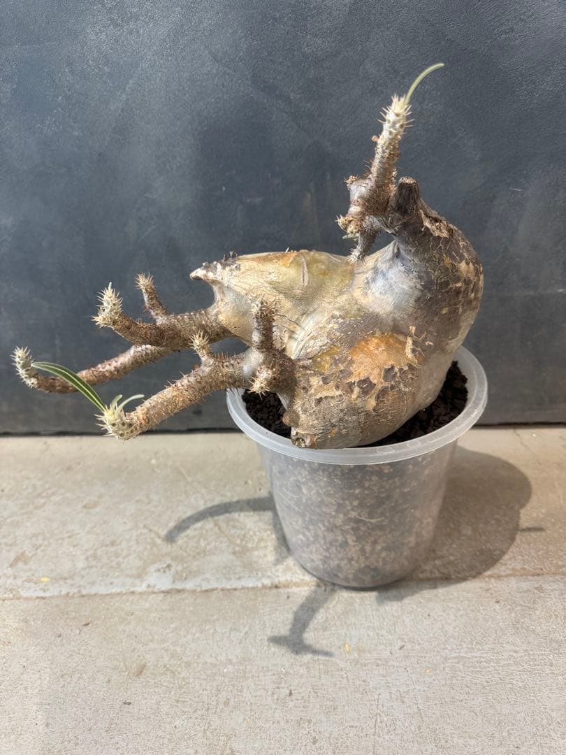 パキポデュウム　グラキリス　現地球　発根済　コーデックス