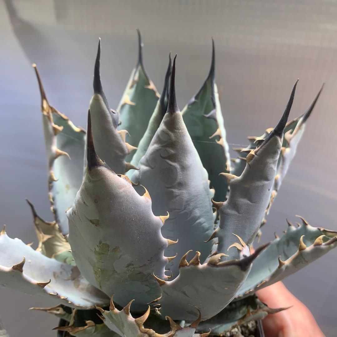 アガベ　ハイブリッド　ネバデンシス×BB チタノタ　オテロイ　ロックガーデン