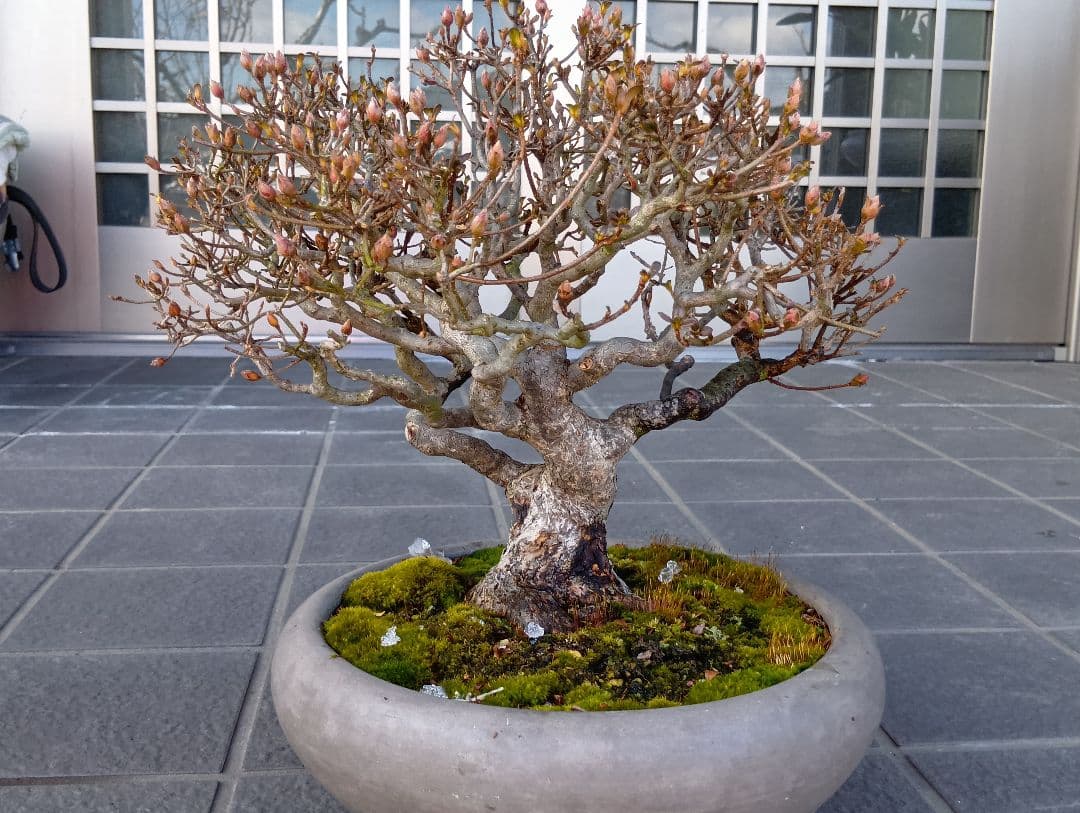 皐月盆栽‼️霧島系皐月、品種？‼️値下げ‼️