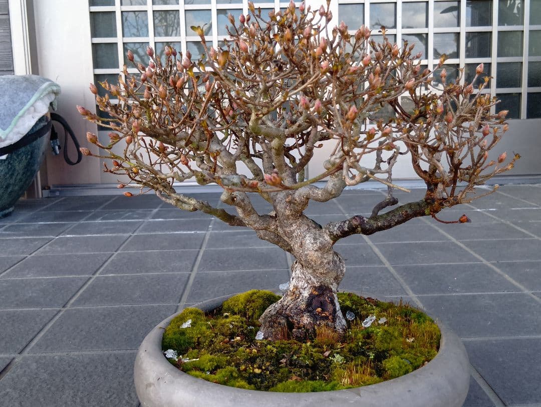 皐月盆栽‼️霧島系皐月、品種？‼️値下げ‼️