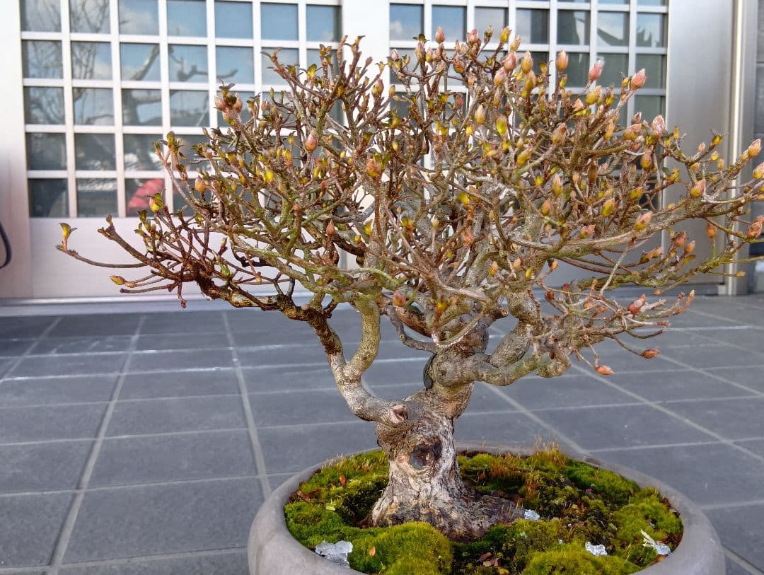 皐月盆栽‼️霧島系皐月、品種？‼️値下げ‼️