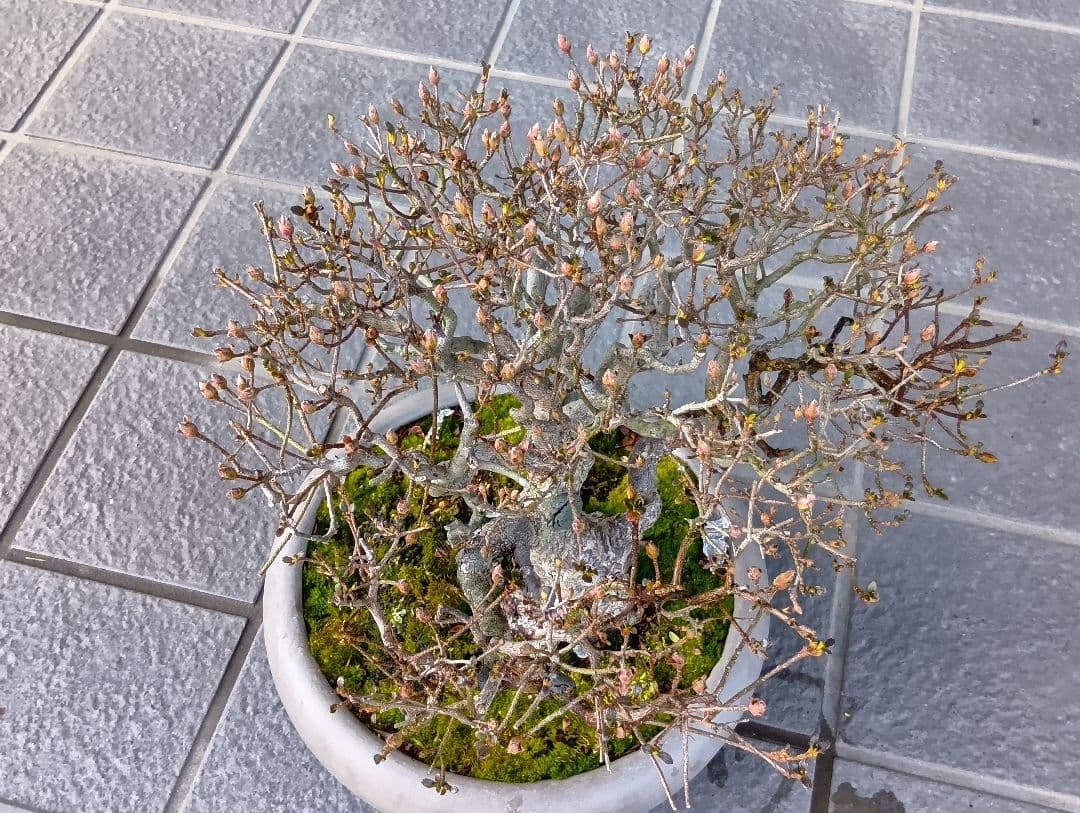 皐月盆栽‼️霧島系皐月、品種？‼️値下げ‼️