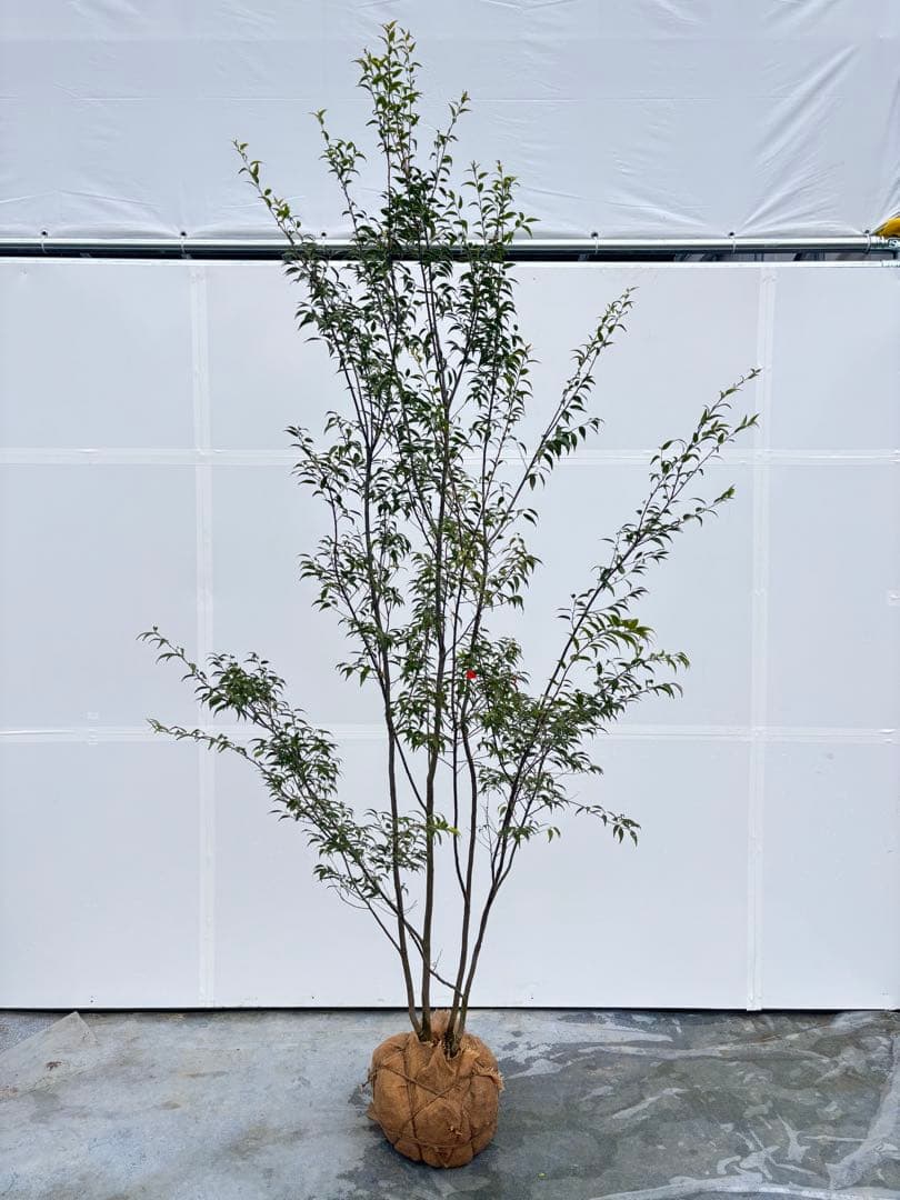 超特大サイズ 細く美しく繊細な樹形 ハイノキ 株立 716 樹高2.5m位