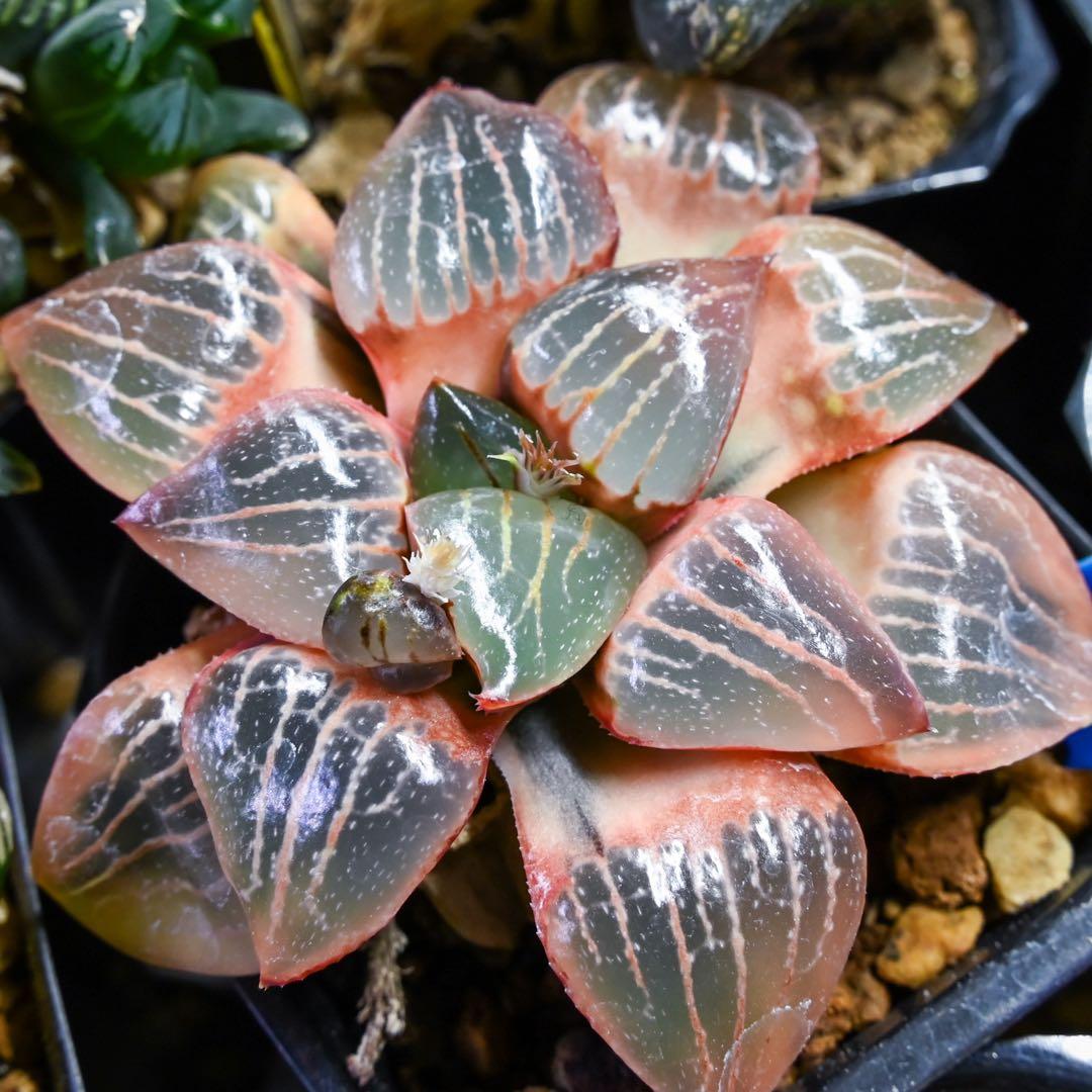 ハオルチア トロピカルナイト錦 極上斑