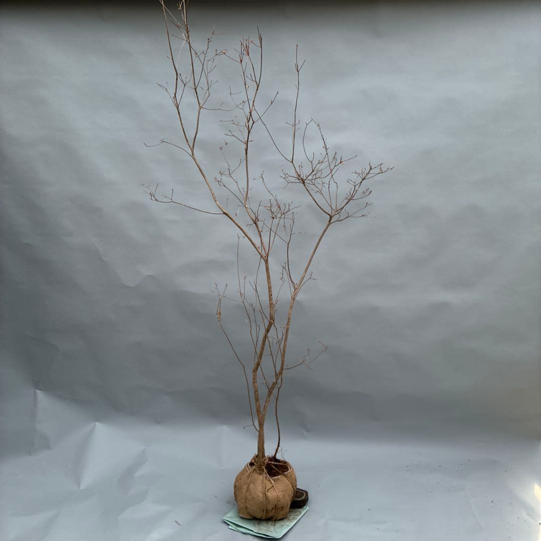 ミツバツツジ　人気の山採り風