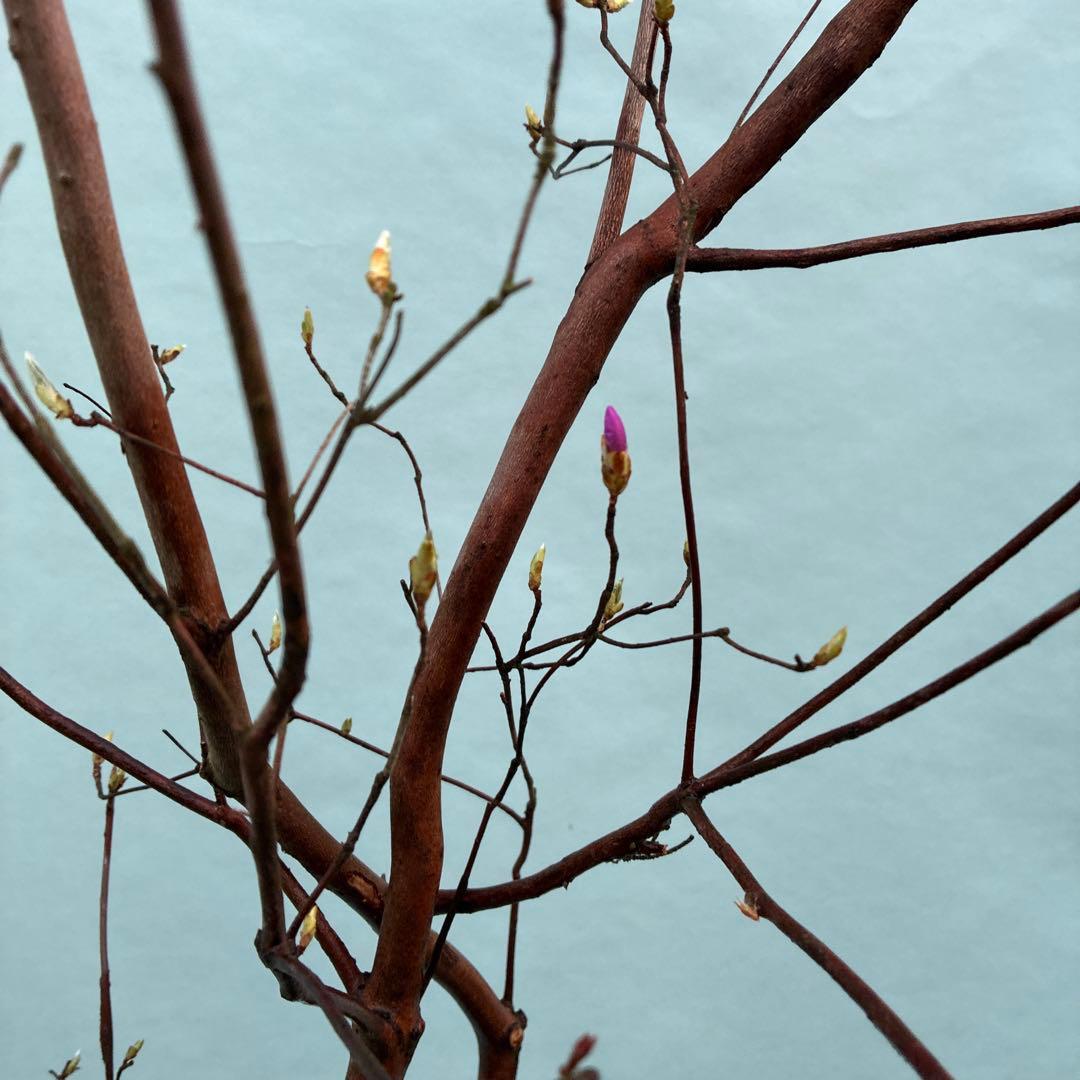 ミツバツツジ　人気の山採り風