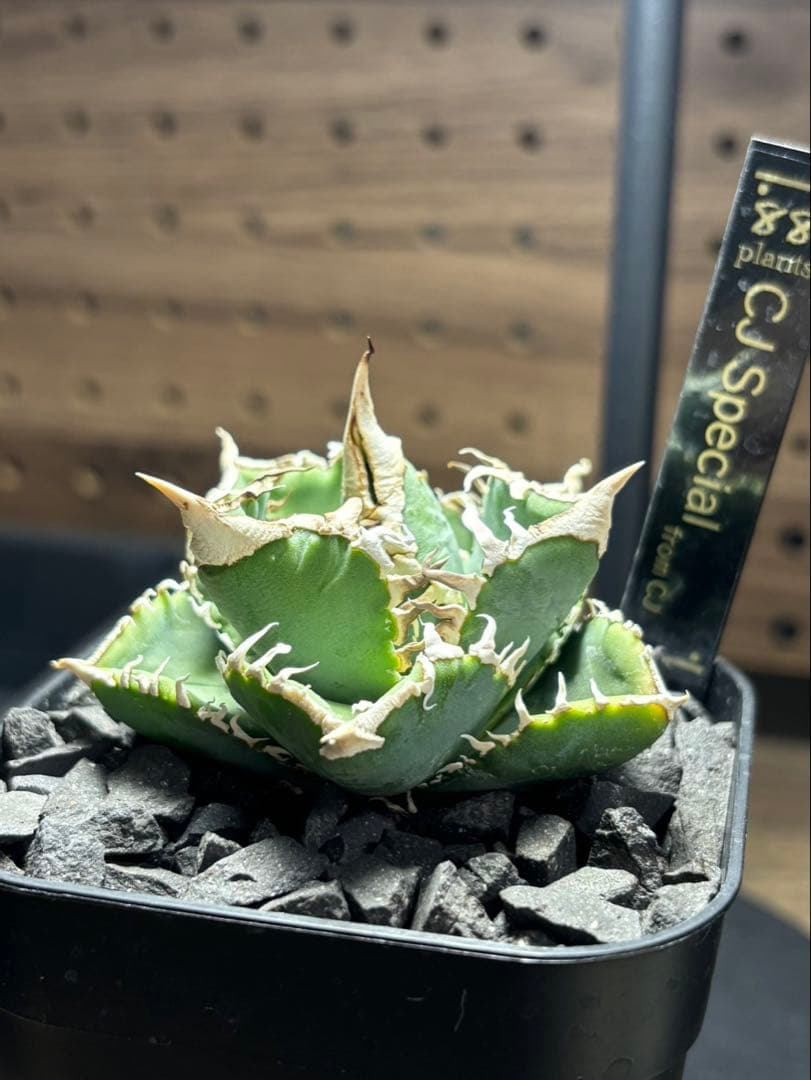 アガベ　CJ Special ホホジロタイプ　発根済③