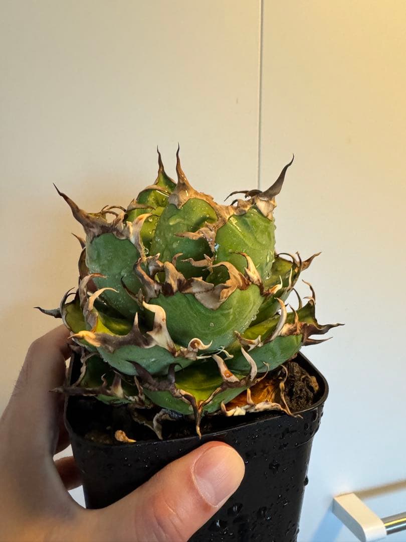 agave titanota Caesar アガベ　チタノタ　シーザー　親株