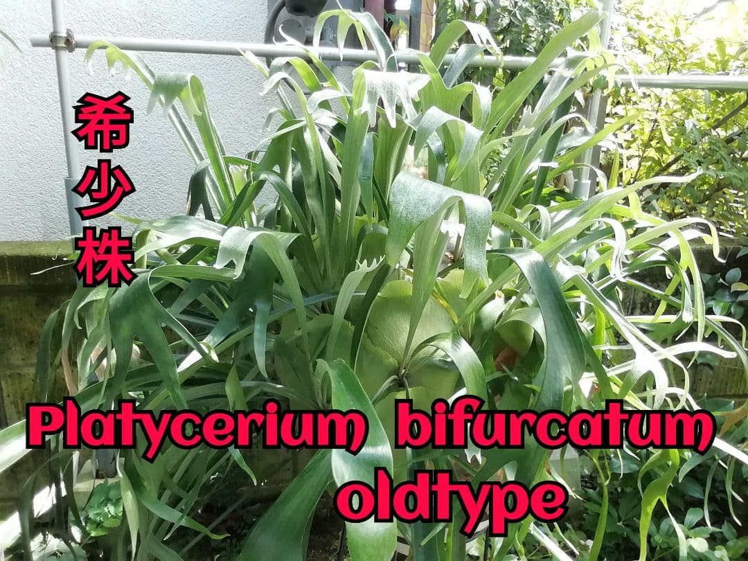 ビフルカッム　cv.オールド　子株付き希少株