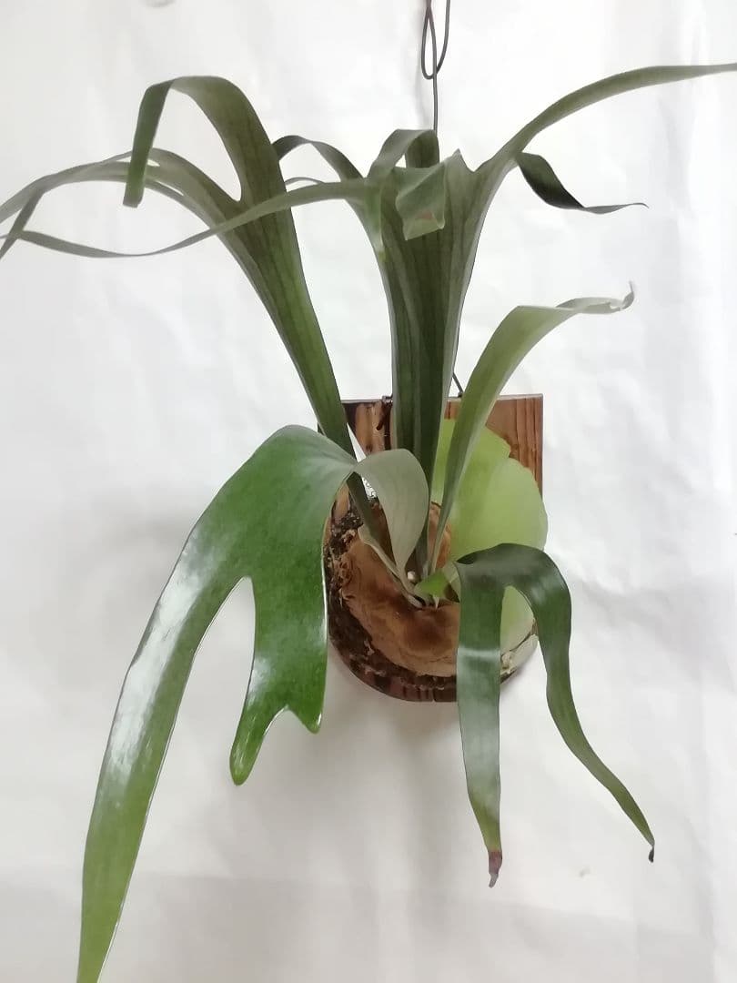 ビフルカッム　cv.オールド　子株付き希少株