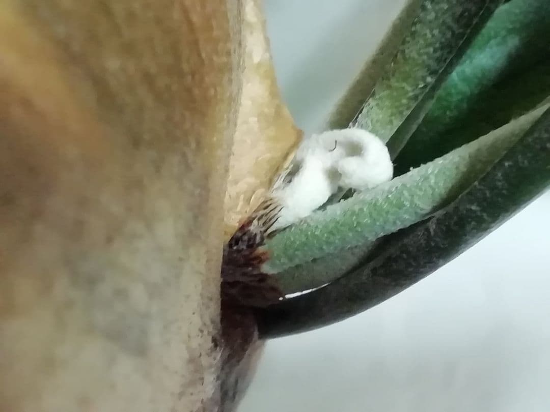 ビフルカッム　cv.オールド　子株付き希少株