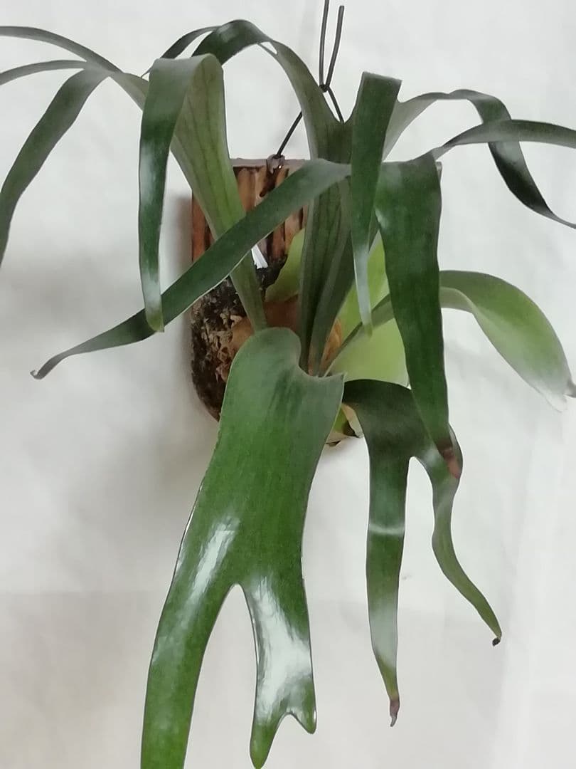 ビフルカッム　cv.オールド　子株付き希少株