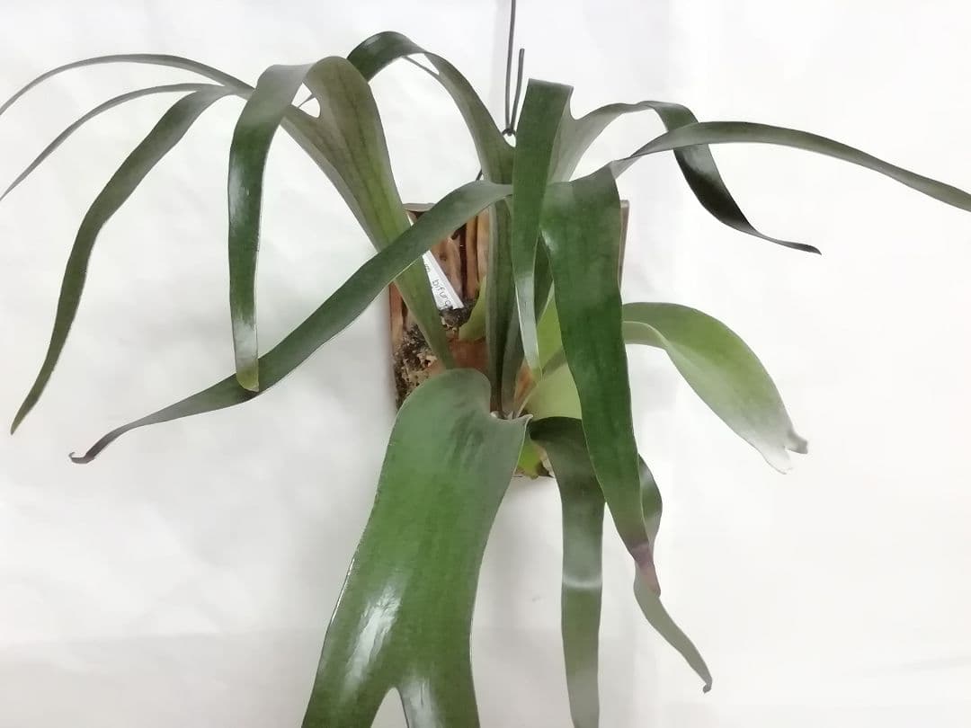 ビフルカッム　cv.オールド　子株付き希少株