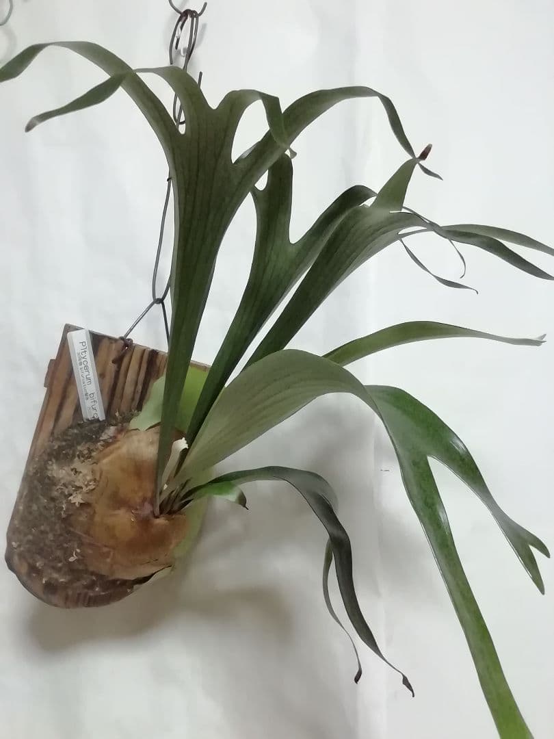 ビフルカッム　cv.オールド　子株付き希少株