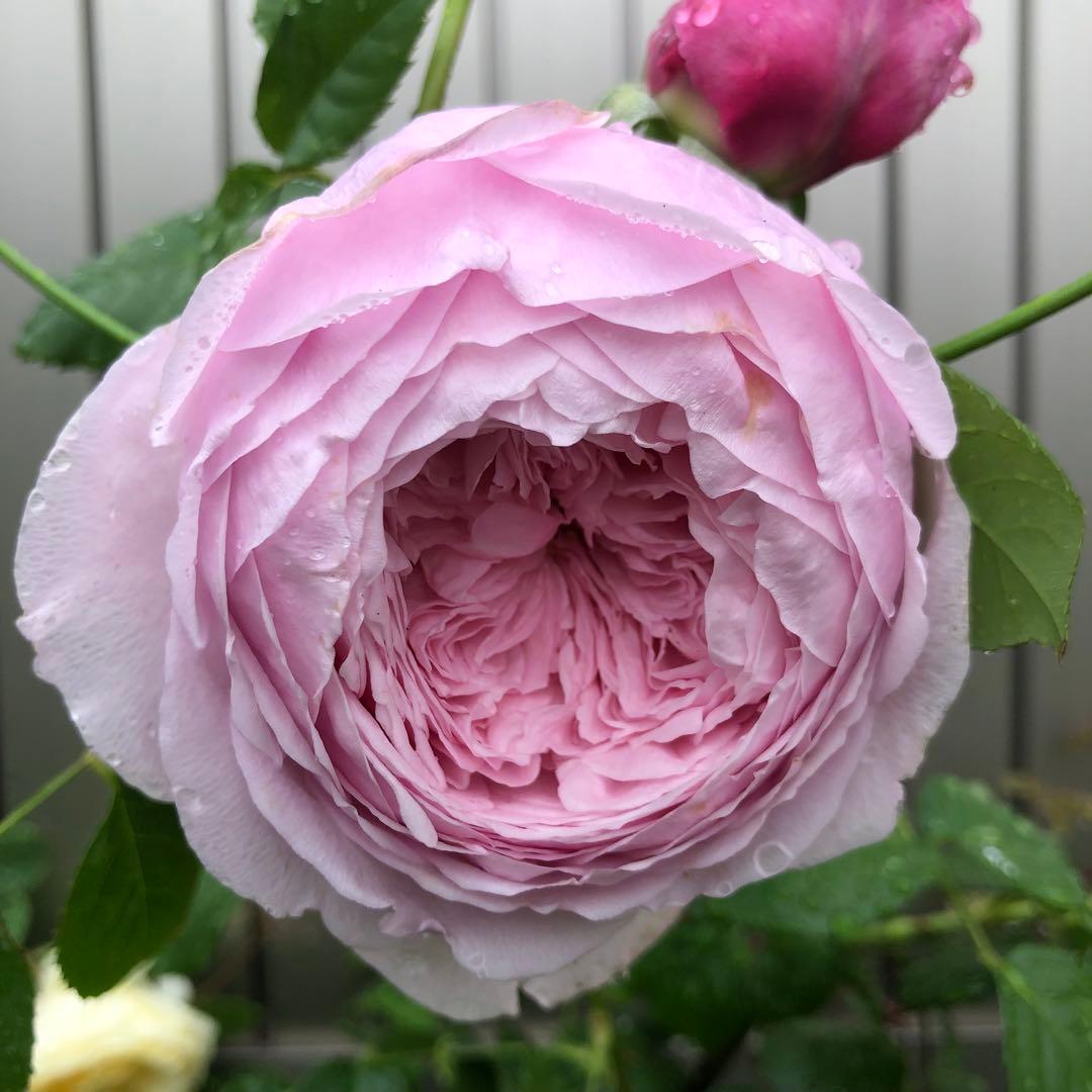 ＊マスコ様確認用＊ピンクのバラ苗　ばら苗　挿し木苗　薄ピンク