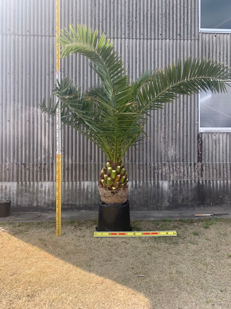 カナリーヤシ　極太幹　送料込み価格