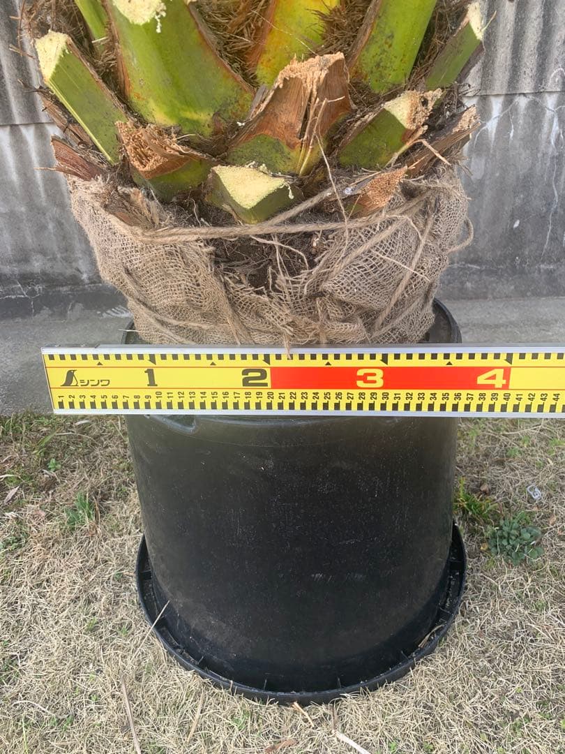 カナリーヤシ　極太幹　送料込み価格