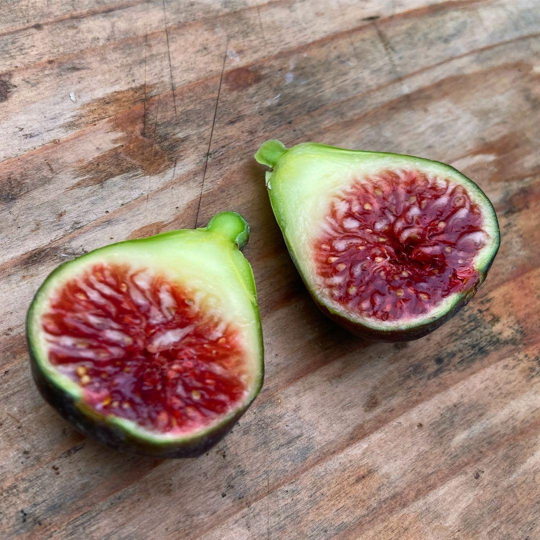 挿木苗 イチジク