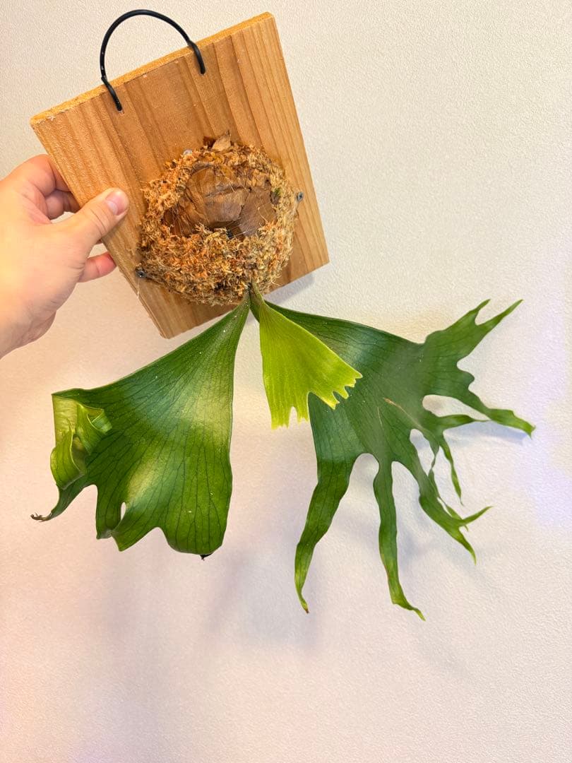 ST　ビカクシダP.Flamenco TC