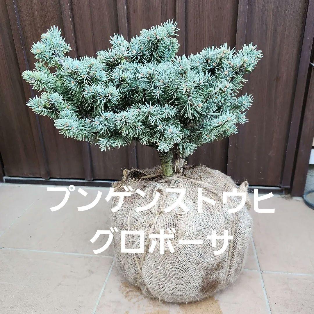 プンゲンストウヒ　グラウカグロボーサ　根巻き　苗木　レア品種