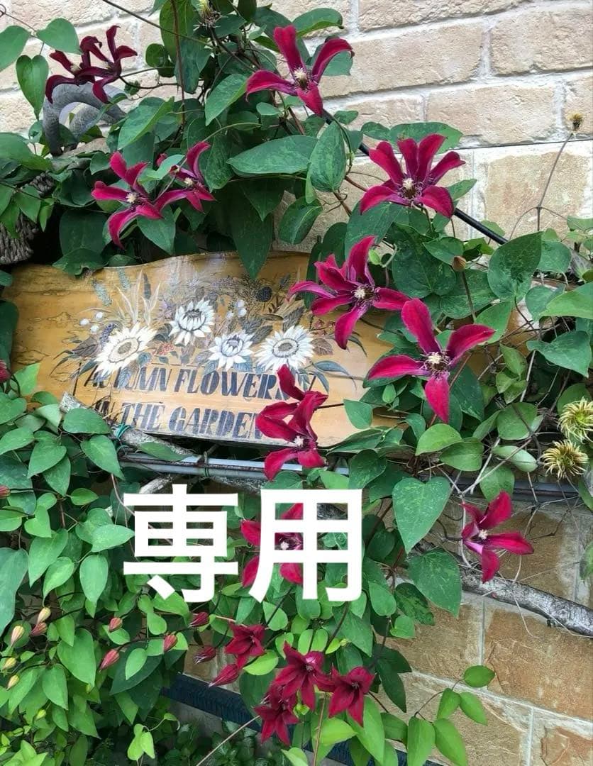 赤色チュウリップ咲きクレマチス