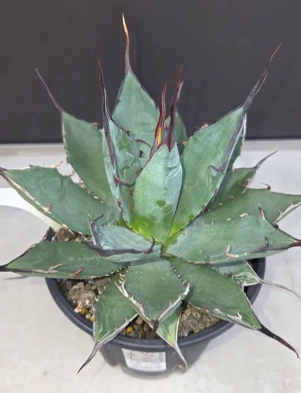 アガベチタノタハイブリッド ブラック&ブルー×ネバデンシス