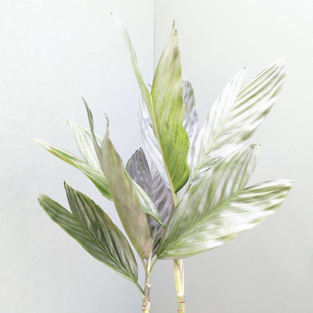 ヤシ科 希少 (現品) チャメドレア テネラ モダンインテリア