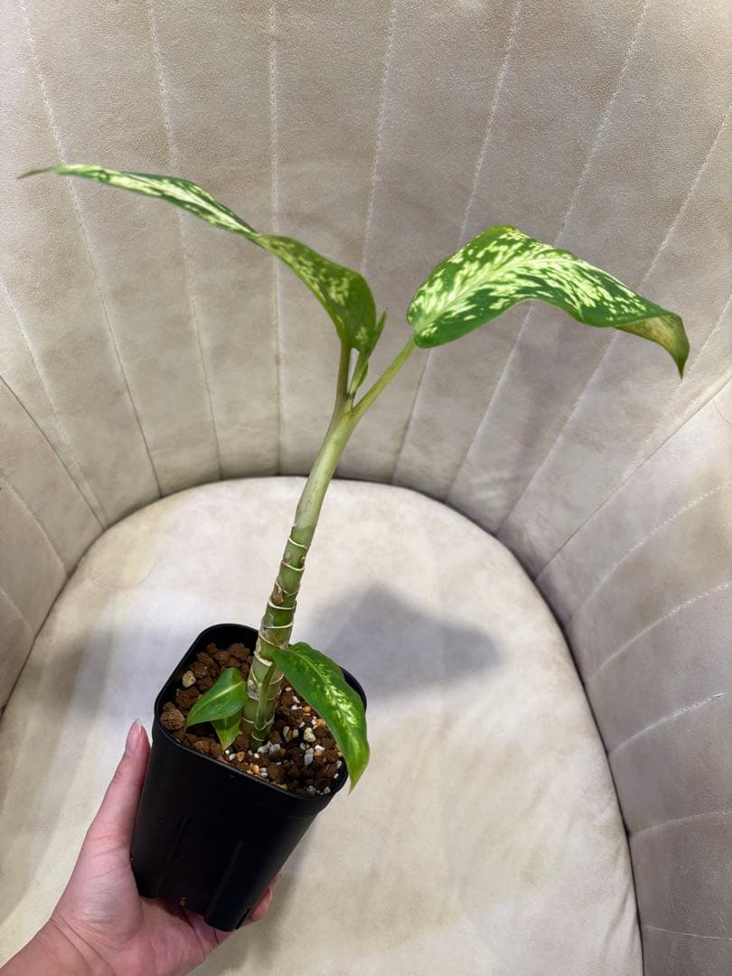 ディフェンバキア スパークレス 観葉植物