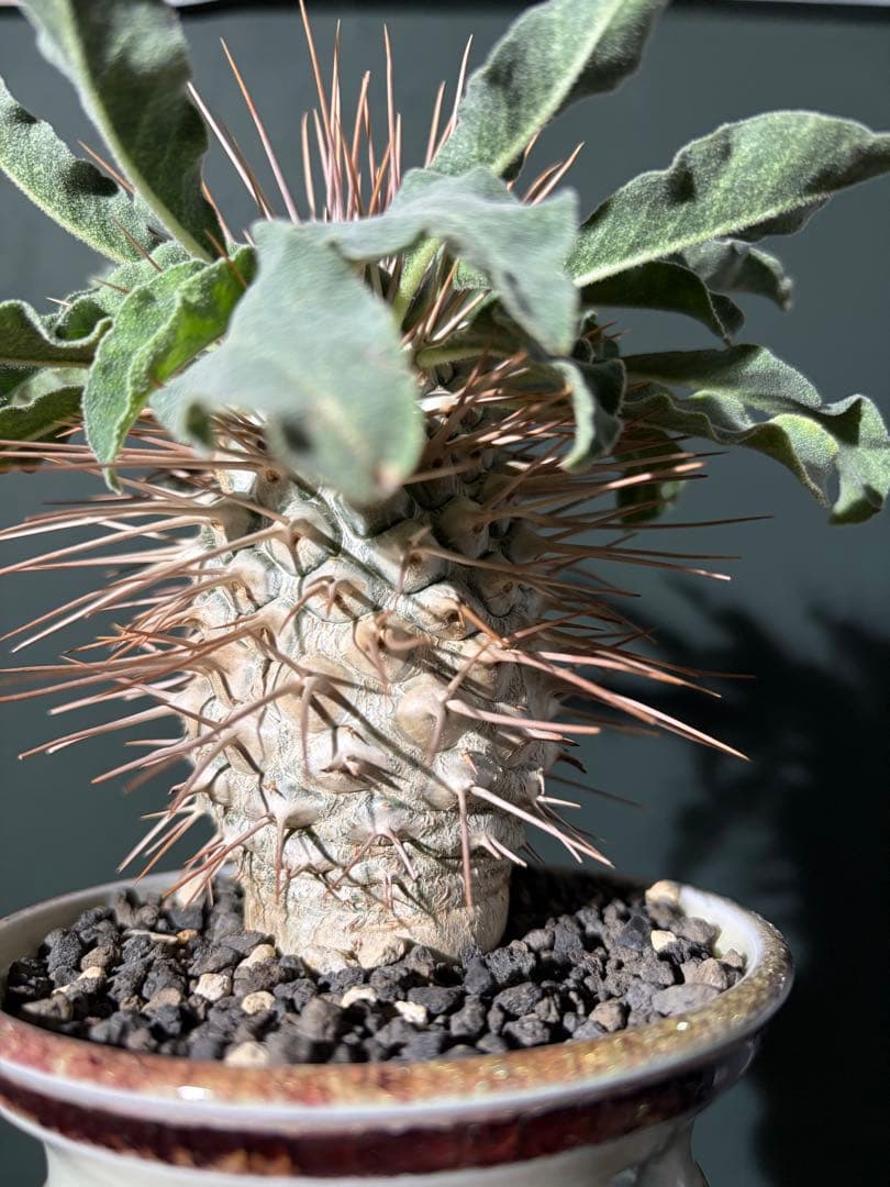 大型　パキポディウム　ナマクアナム　光堂