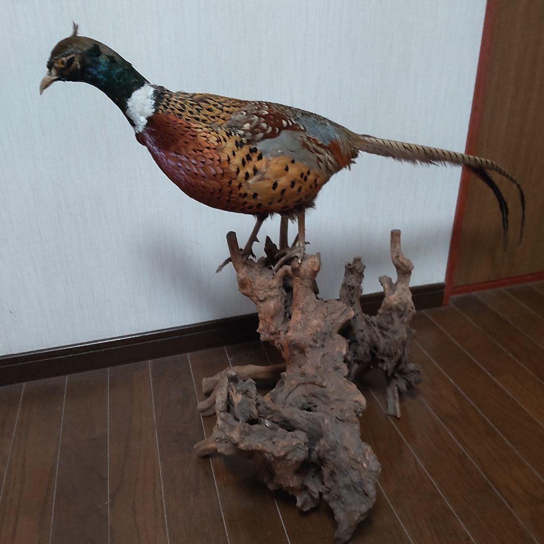 キジ？剥製 中古w