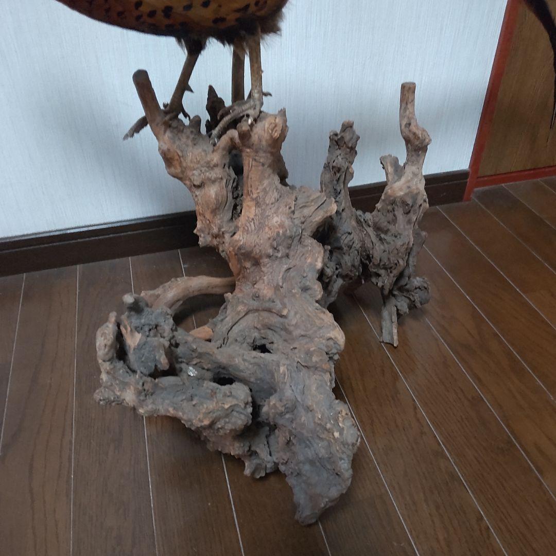 キジ？剥製 中古w