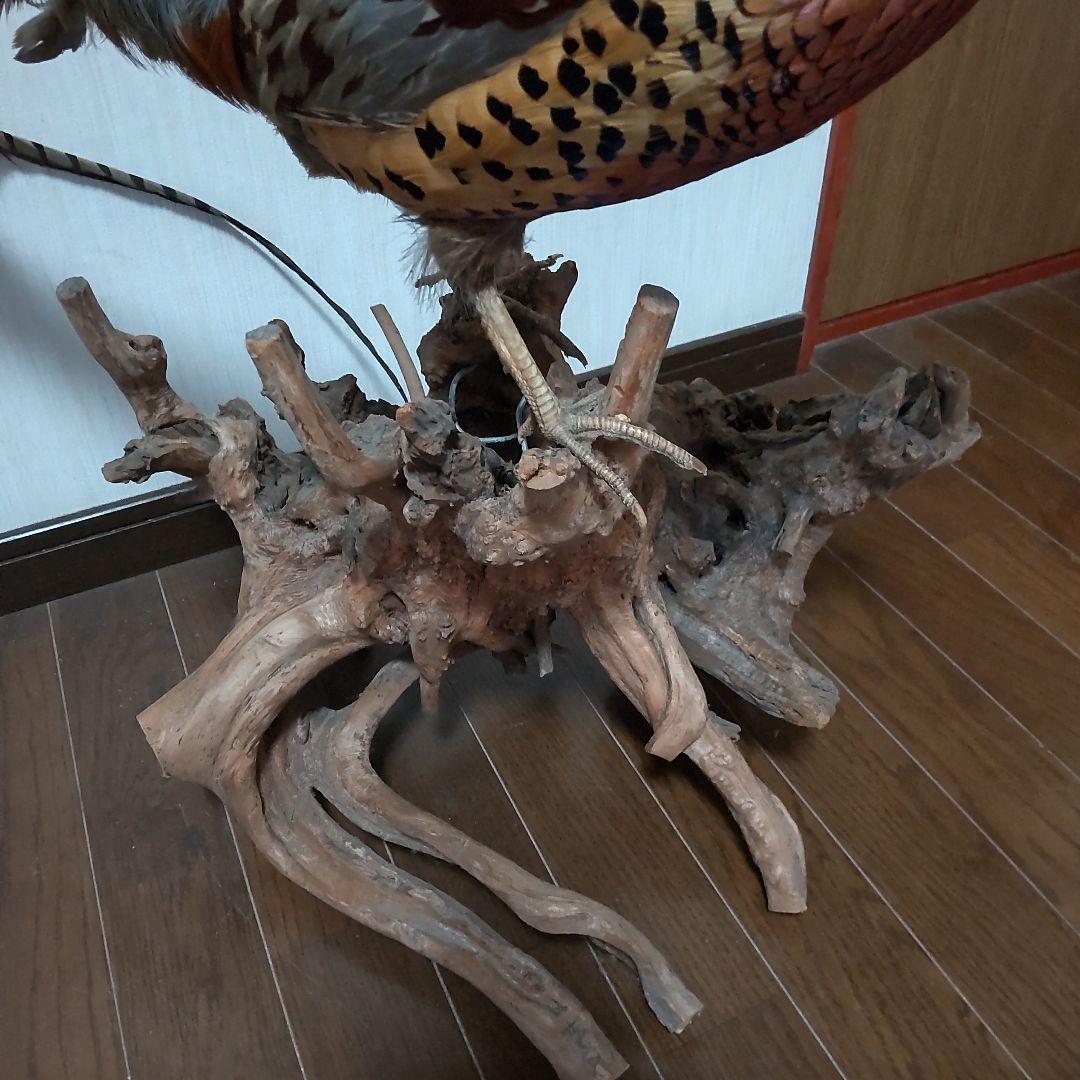 キジ？剥製 中古w
