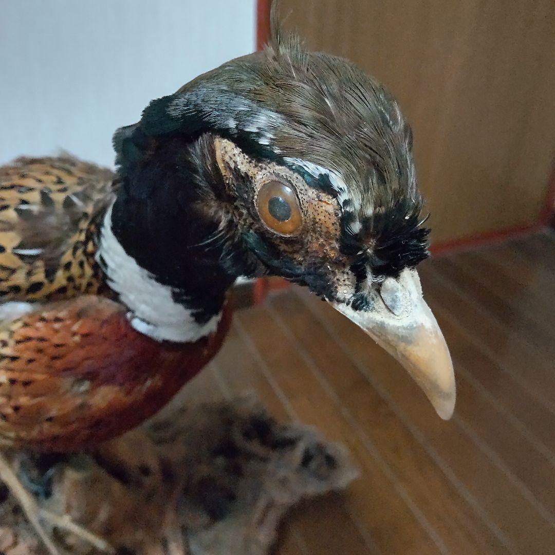 キジ？剥製 中古w