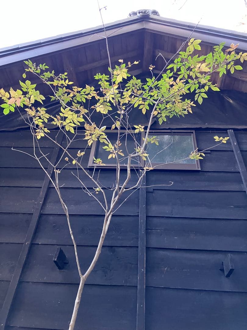 604 山採り　アオダモ