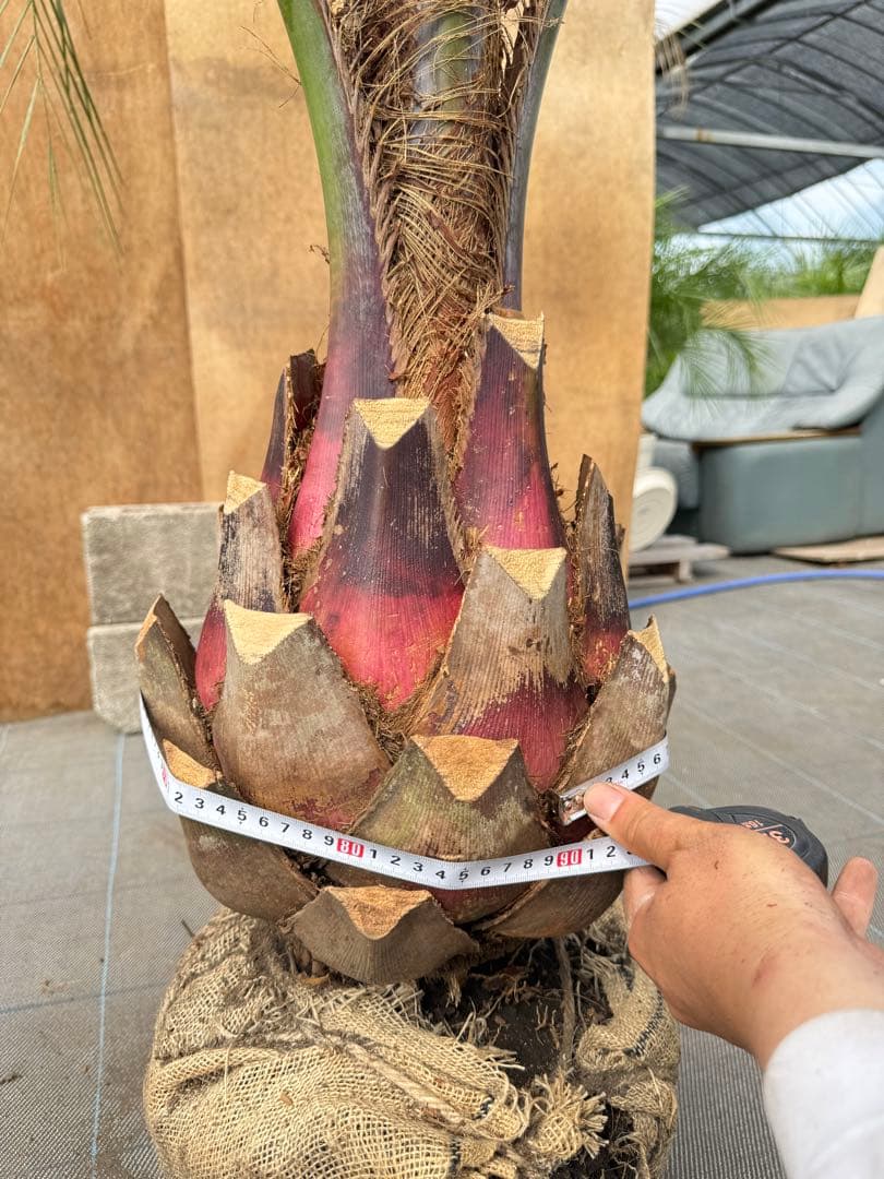 ココスヤシシルバーリーフ【極太】葉先160cm幹回り90cm 幹高40cm