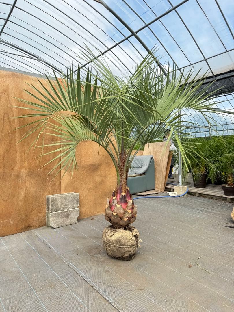 ココスヤシシルバーリーフ【極太】葉先160cm幹回り90cm 幹高40cm