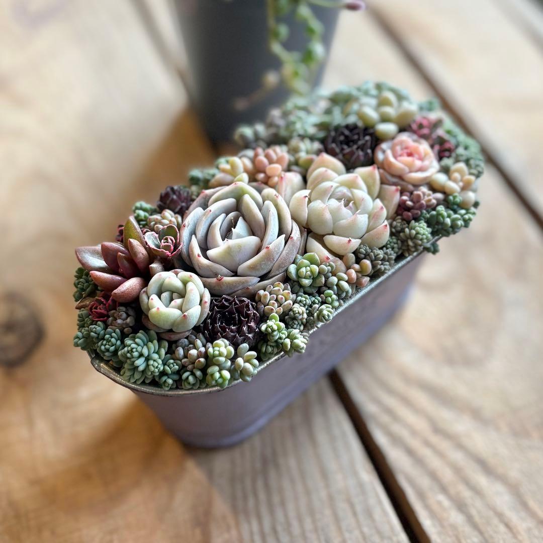 多肉植物♡そのまま飾れる♡専用