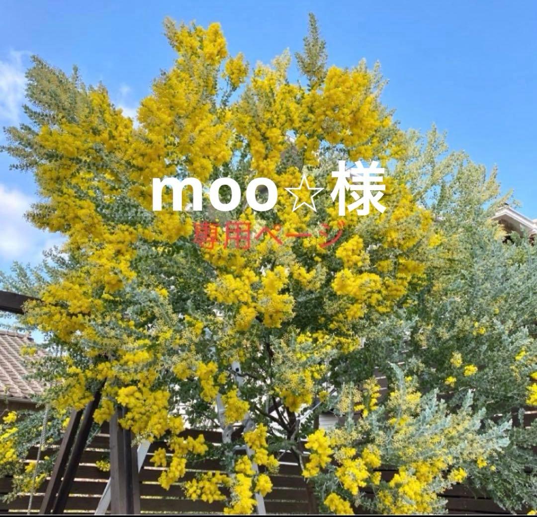 moo⭐︎ページ　パールアカシア