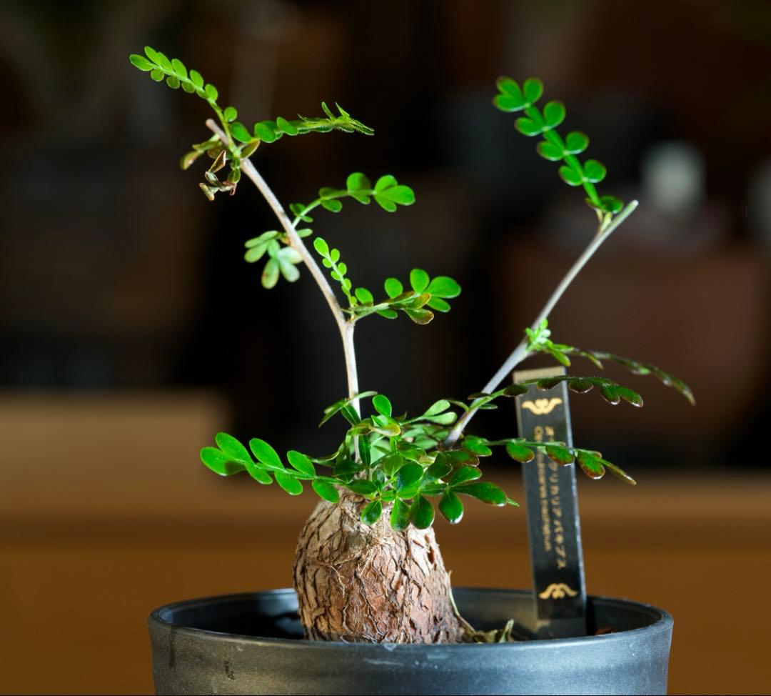 オペルクリカリアパキプス　【根挿し1年目】管理No.C