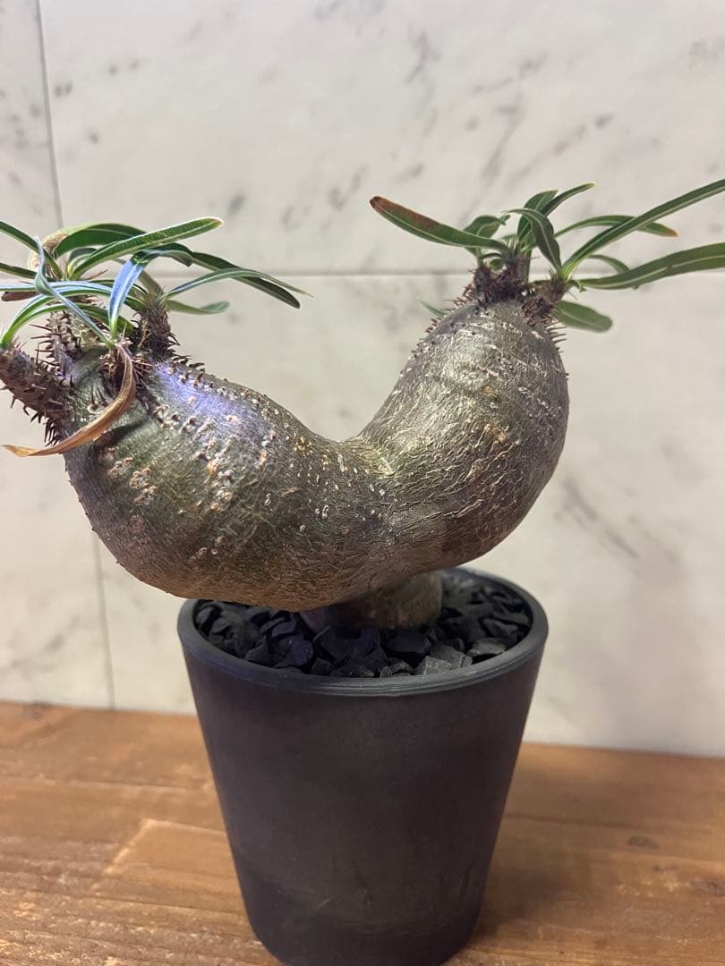 パキポディウム グラキリス 2頭