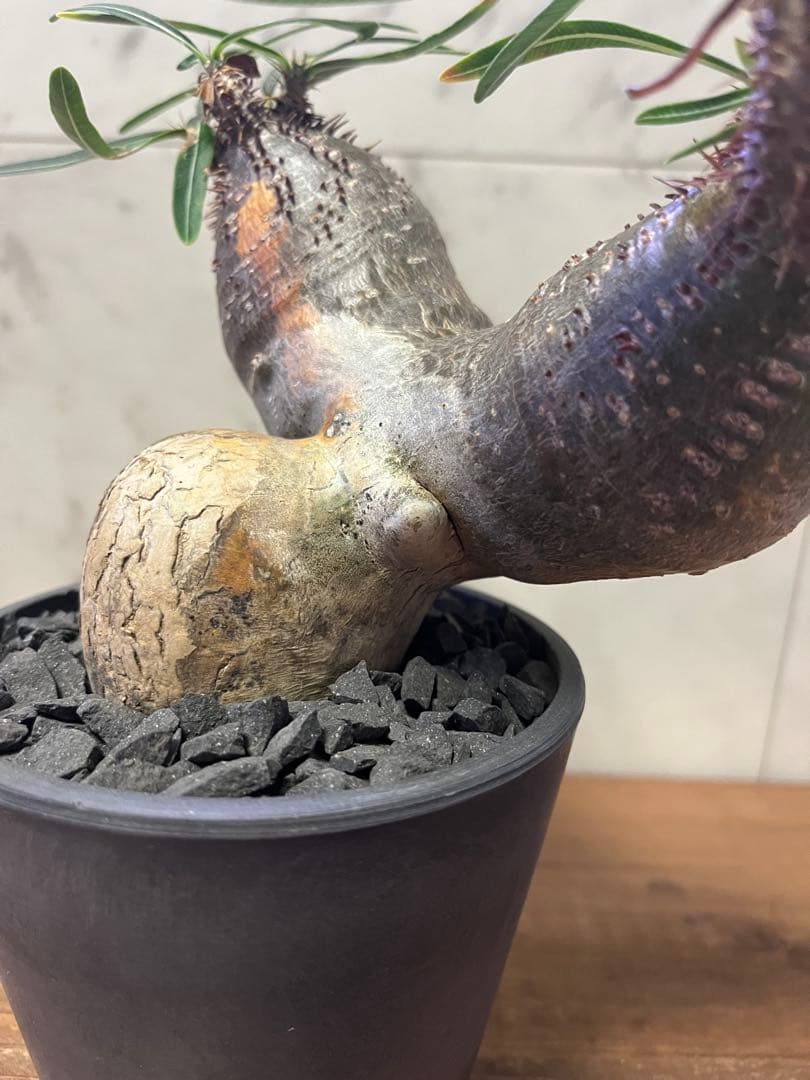 パキポディウム グラキリス 2頭