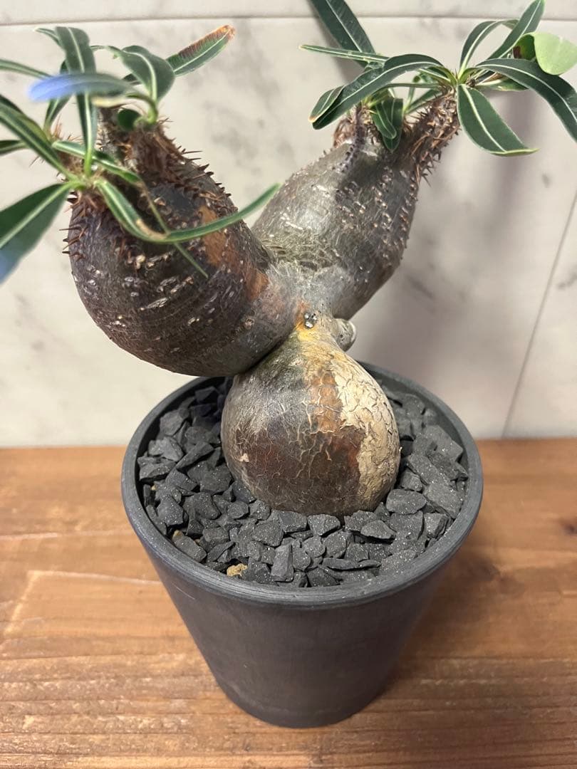 パキポディウム グラキリス 2頭