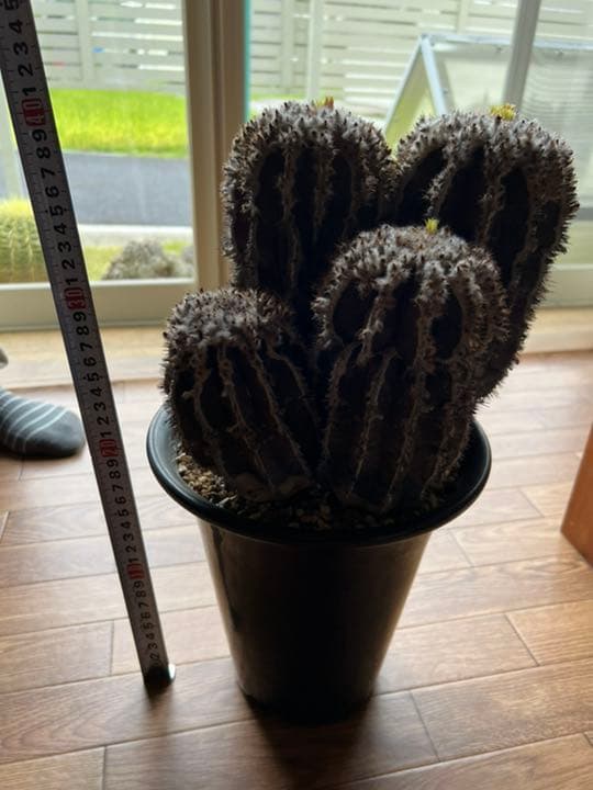 ペクチニフェラ　接オロシ　サボテン