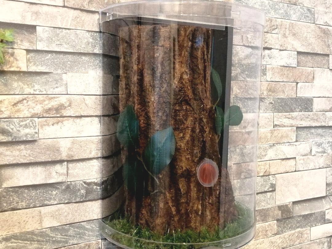 新リアルタイプ！オオクワ　壁掛け　飼育　テラリウム　2022 クワガタ