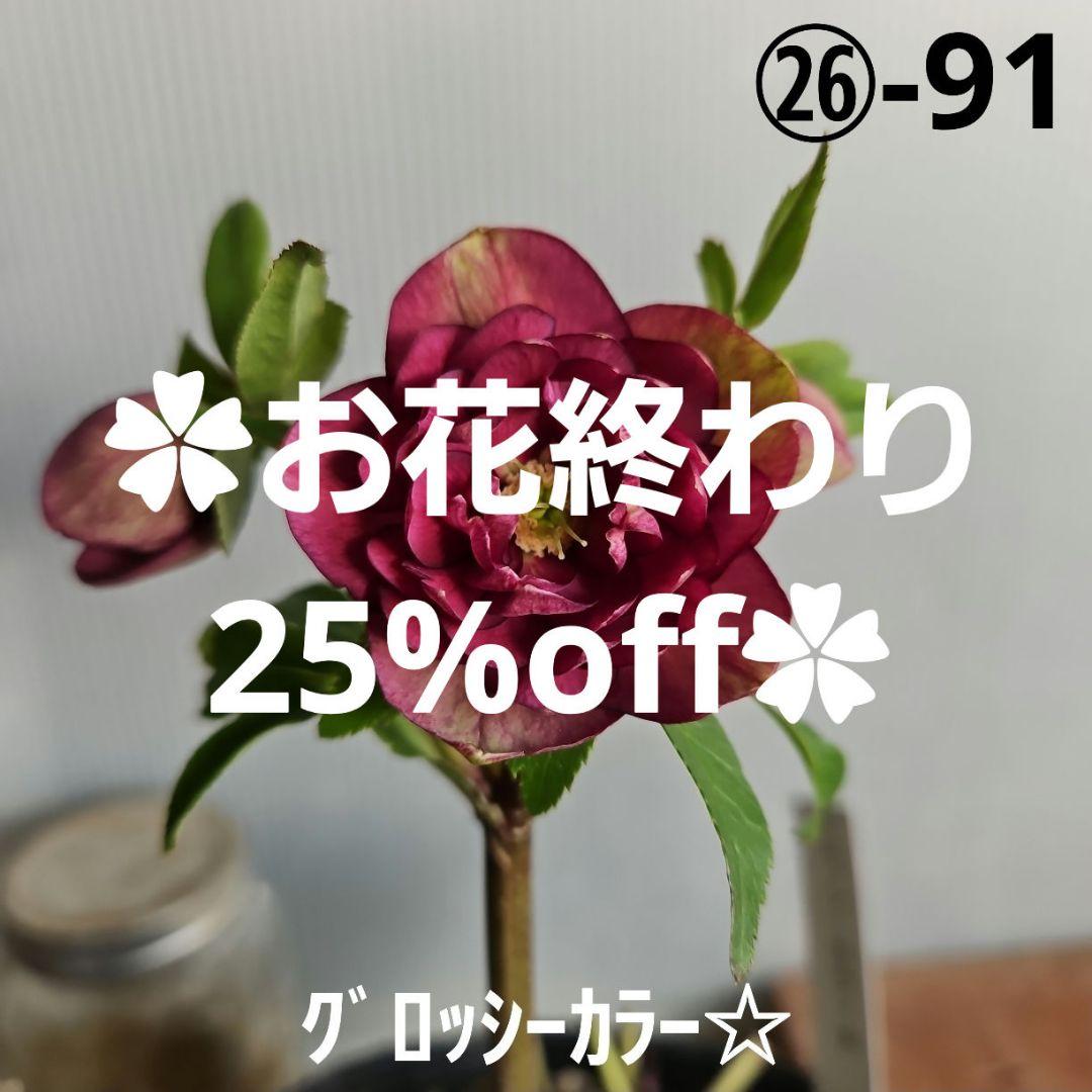 ✿㉖-91クリスマスローズ