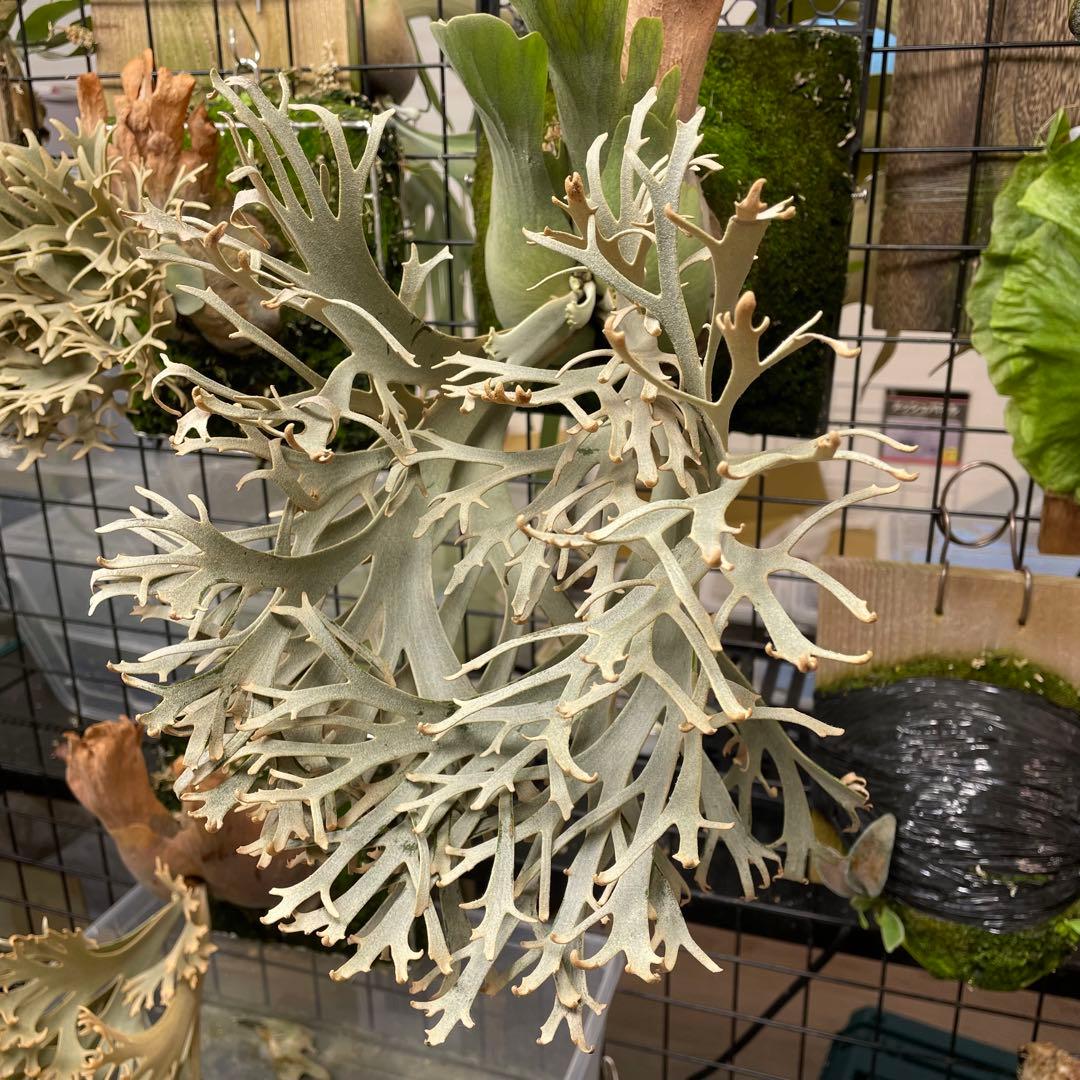 ④ yellow moon dwarf sporeling 胞子 ビカクシダ