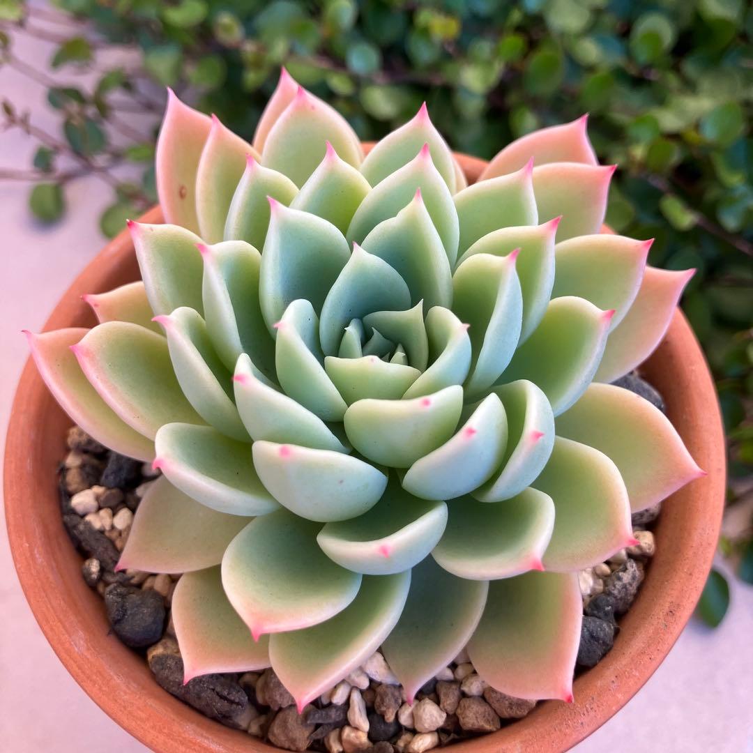 パンジー【カット】多肉植物