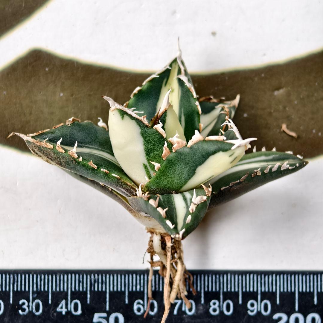 828【上澳園芸】 アガベ チタノタ 狼人錦 安定錦 白中斑